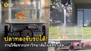 ปลาทองขับรถได้! งานวิจัยสุดเจ๋งจากมหาวิทยาลัยในอิสราเอล | Dog's Clip