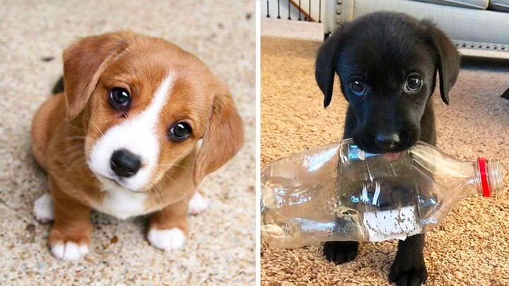 TRY NOT TO AWW! Funny and Cute Animals Videos Compilation 2018 | Funny Vines ๐ถ๐ฑ๐ - Bilibili TRY NOT TO AWW! Funny and Cute Animals Videos Compilation 2018 | Funny Vines ๐ถ๐ฑ๐ - Bilibili