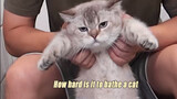 Cat|Bathing the Cat
