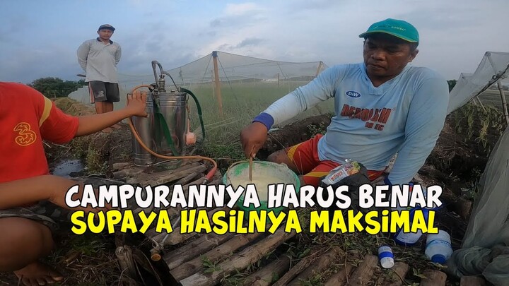 Proses Pencampuran Pestisida Pada Bawang Merah
