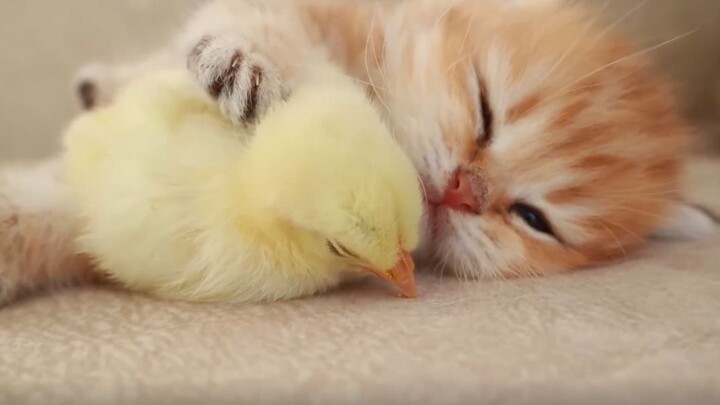 Kucing Kecil Menjadi Ibu Bagi Seekor Ayam Kecil, Tertidur Ketika Memeluk
