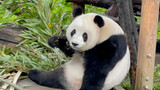 Binatang|Panda Meng Meng Dikejutkan Turis