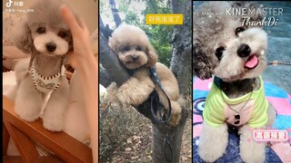 CHÓ POODLE DỄ THƯƠNG | Thanh Di Official