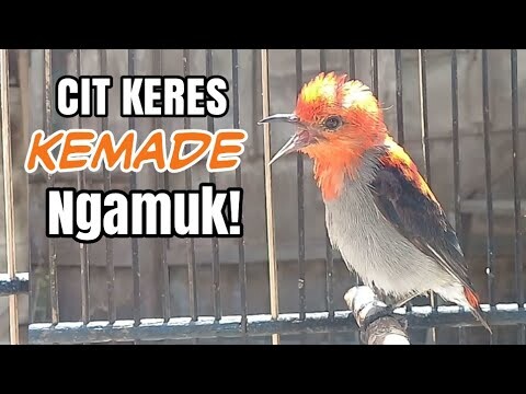 SUARA  BURUNG KEMADE CIT KERES CABE CABEAN BUNGA API GACOR NO EDITING