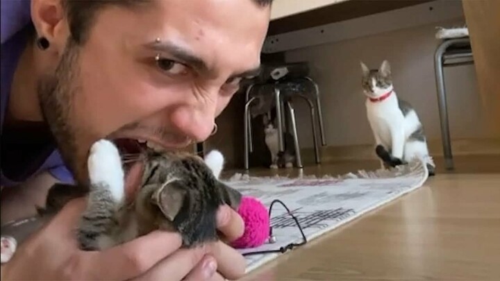 Video Kucing Lucu Yang Lagi Viral Bikin Ngakak Parah