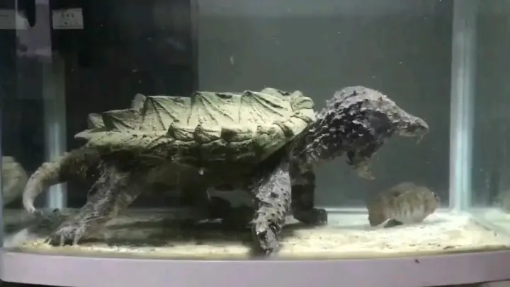 Alligator Snapping Turtle: You Don't Understand What Is Power!