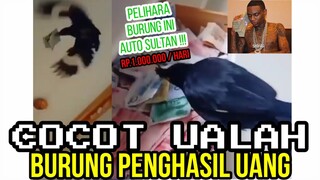 AUTO SULTAN ❗ BURUNG INI PENGHASIL UANG ❗❗ |CHOCHOT UALAH 81