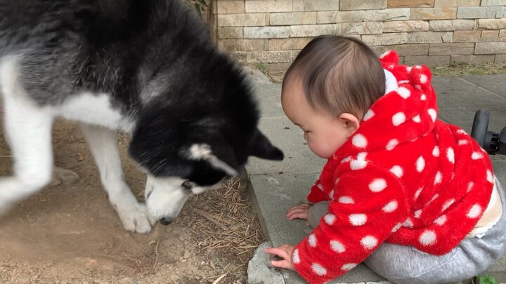 Binatang|Perilaku Aneh Husky