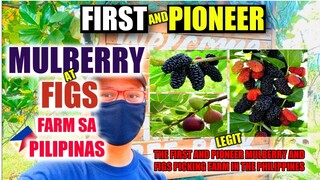 MULBERRY AT FIGS FARM SA PILIPINAS | THE 1ST AT PIONEER SA PILIPINAS | WILSON'S INSTANT TREE BANK