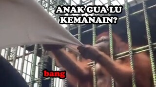 ORANG UTAN GALAKS