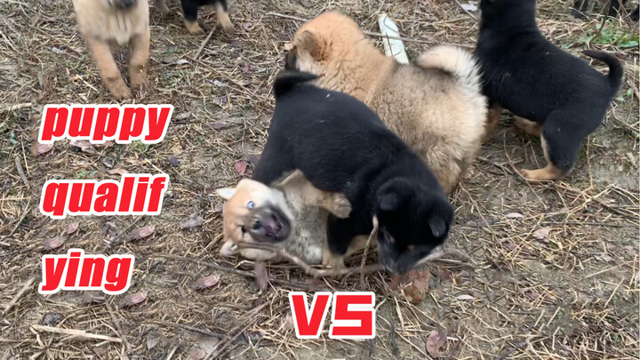 [Dogs] The Fight Between Two Different Species Of Cute Puppies