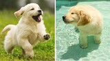 Cute Golden Dog Help You Relax After Tiring Day 🐶🥰| Cute Puppies