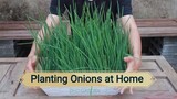 Planting Onions at Home