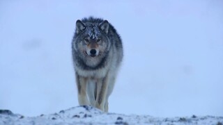 European Wolf Hunting Documentary