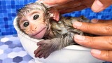 Baby monkey Bon Bon bath in the bathtub and eating watermelon ice cream with puppy in the garden