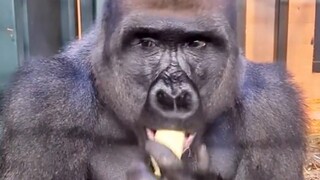 Why can gorillas eat pineapple peels, but humans rarely do?