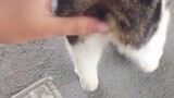 [Animals]Petting the stray cat in the community