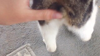 狂撸小区流浪猫的蛋蛋