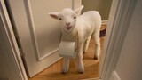 [Remix]A paper towel ad endorsed by a little sheep