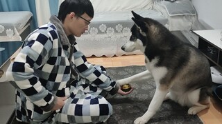 Mua Chuông Chó Hot Trên Mạng, Cuối Cùng Cũng Dạy Được Husky Rồi