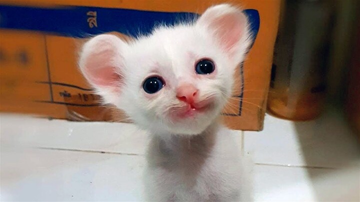 Can You Watch These Funny Pets Without Smiling? 😍 Happy Animals😺