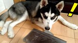 [Pecinta Anjing] Husky-ku yang takut karena aku mengasah pisau