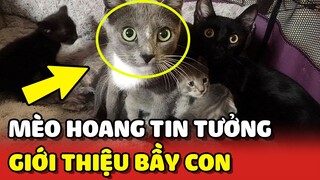 Ngỡ ngàng với BẦY CON của bé MÈO HOANG được cô gái CHĂM SÓC thời gian qua 😂 | Yêu Lu