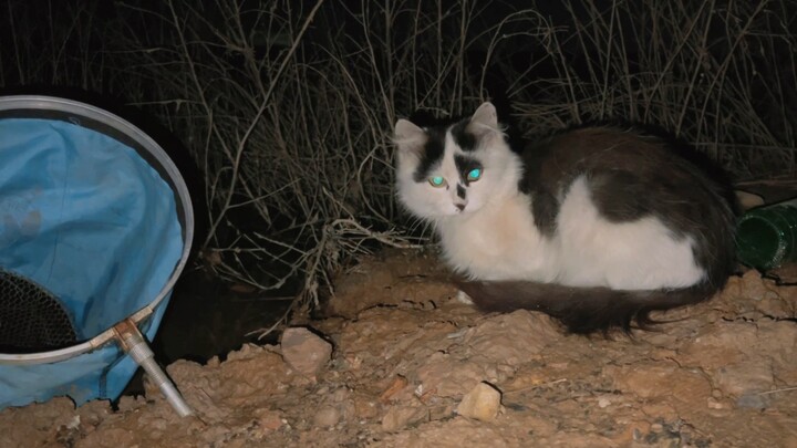 Saya bertemu kucing liar di malam hari, ia memancing bersama saya dan saya memberinya makan ikan.