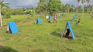 sipag Ng handler sa munting manokan