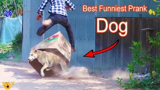 Best Prank - Super Huge Box vs Prank Sleep Dog Very Funny New Prank - Try not to Laugh