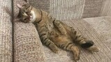 10 Minutes of the Laziest CATS 😪 Funny Cats Videos 2023