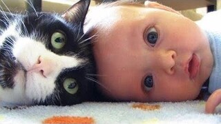 Cute Cat Playing with Baby - รวมสุดยอดแมวน่ารัก Love Babies