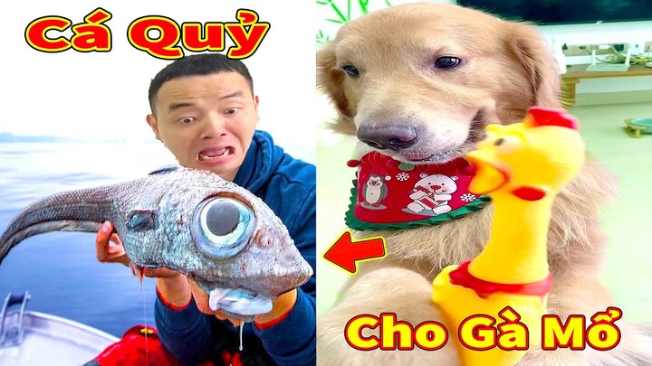 Thú Cưng TV | Tứ Mao Đại Náo #81 | Chó Golden Gâu Đần thông minh vui nhộn | Pets cute smart dog