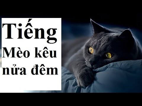 Con Mèo, Tiếng Mèo kêu nửa đêm. The Cat, The Midnight Meow of the Cat.