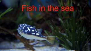 fish in the sea poem/ kids poem/