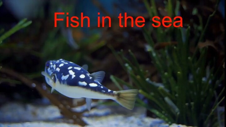 fish in the sea poem/ kids poem/