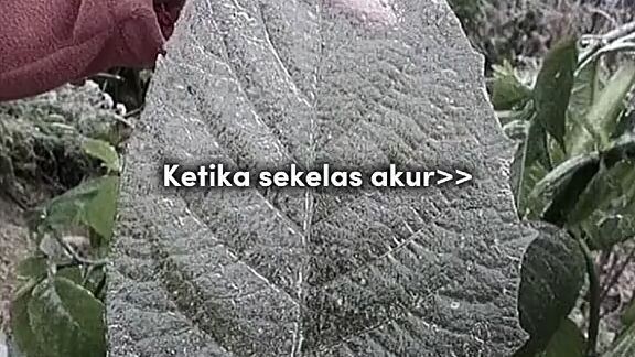 ketika sekelas akur