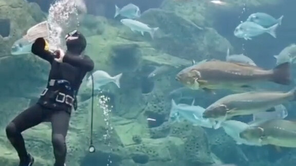 Turtles always try to attack divers cleaning their tanks, but... they are always easily dispatched