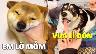 Khi HẢO CHÓ Tập Tành Làm "VUA LÌ ĐÒN" ~ Thì Ra Mày Chọn Cái CHẾT... 🤣 Gâu Đần Official