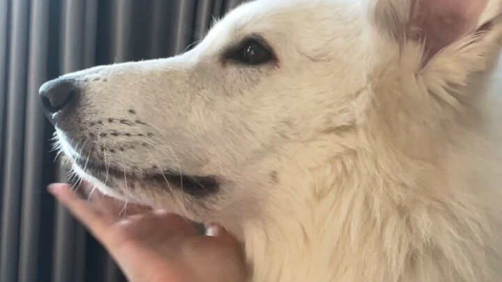白德牧简直就是小说里早逝白月光男二