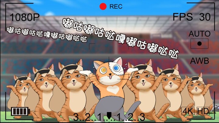 一群会群魔乱舞的猫咪 有点好笑