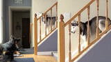 秒怂！二哈想下楼不停骂楼梯口的狼狗，结果对方一招被吓懵