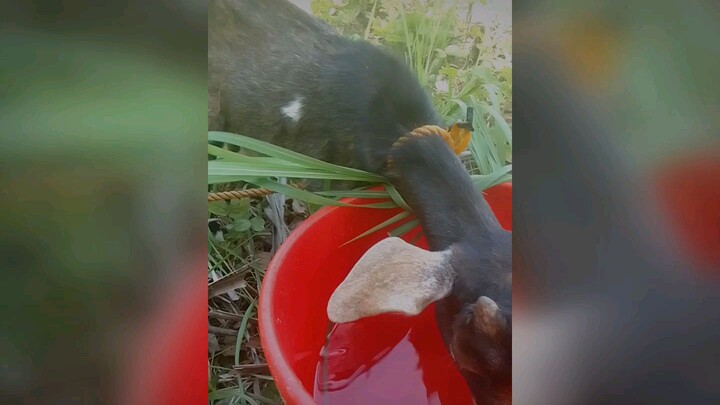 pati kambing uhaw na uhaw