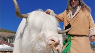 cute cow 🐄 with man dance