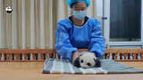 [Hewan] Duoduo, si bayi panda yang menggemaskan