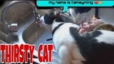 CAT THIRSTY  |  MENGMENG  DRINKING WATER