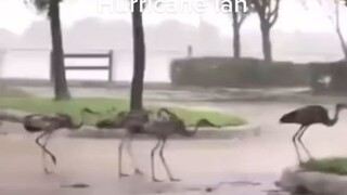 Birds vs Hurricane