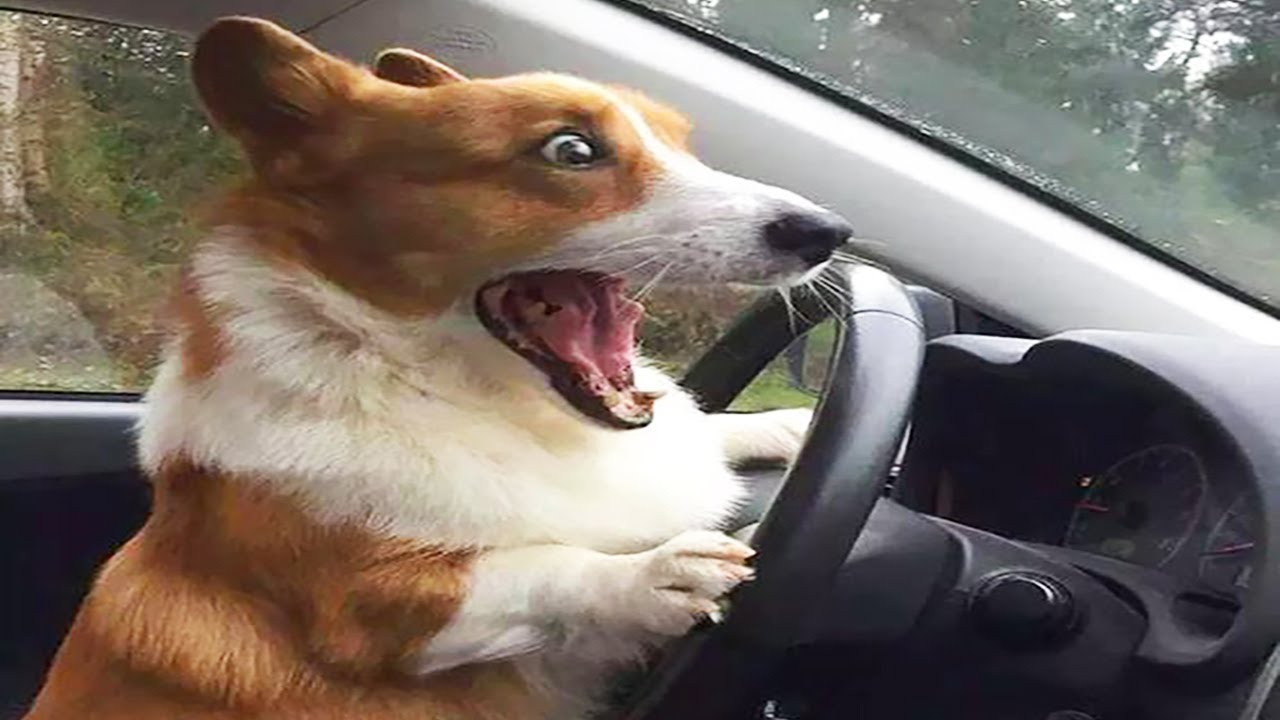 Funniest Animals 🐧 - Awesome Funny Animals' Life Videos 😁 - Cutest Animals Ever - Bilibili Funniest Animals 🐧 - Awesome Funny Animals' Life Videos 😁 - Cutest Animals Ever - Bilibili