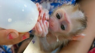 So Hungry!! Tiny adorable Luca so thirsty & joyful drinking milk after waking up