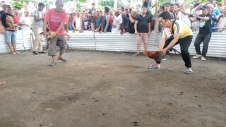 grabi talaga mga bulet ne celso from triple c game farm